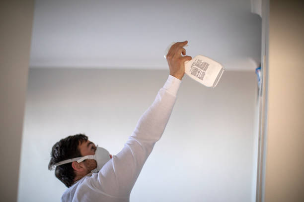 Best Mold Damage Repair  in Shady Hollow, TX