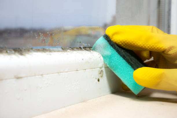 Best Mold Remediation Services  in Shady Hollow, TX