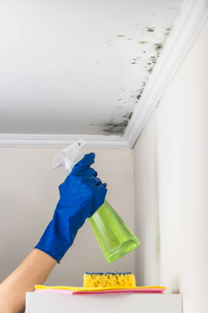 Best Attic Mold Removal  in Shady Hollow, TX